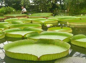 Plantentuin te Meise